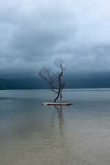 Tree on the beach - Vietnam