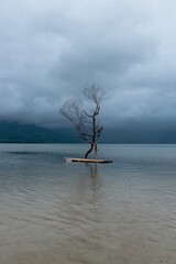 Tree on the shore - Vietnam
