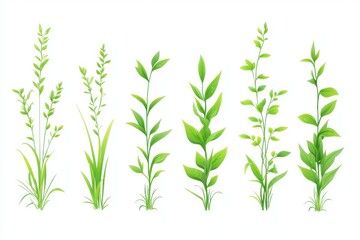 Naklejka premium A set of grass plants depicted at various stages of growth from small saplings to fully grown