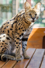 Portrait eines Serval Katers