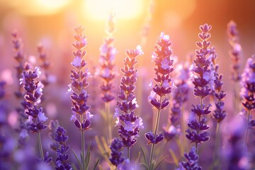 Fototapeta premium Lavender Field at Sunset - Summer Bloom, Nature, Tranquil Scenery, Floral Beauty, Landscape Photography