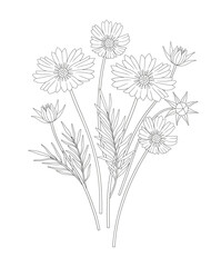 Bouquet of cosmea flowers with leaves. Bunch of blooming perennial wild plants. Line art, minimal style, contour. Botanical hand-drawn elements for design projects. Vector illustration
