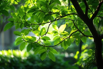 Obraz premium A thick bushy tree with dense and bright green leaves growing in a natural outdoor setting