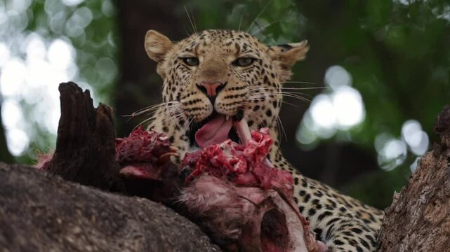 a young male leopard eating the flesh of a bone close-up