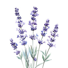 Fototapeta premium A bouquet of lavender flowers with green leaves, isolated on a black background.