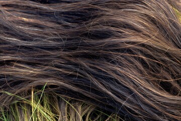 Fototapeta premium Dark brown hair with smooth, glossy strands in close-up