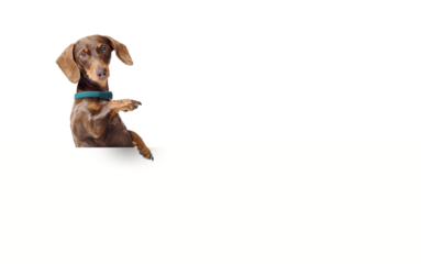 Happy Dachshund dog showing a blank sign