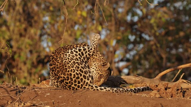  a leopardess cleaning herself in golden light.