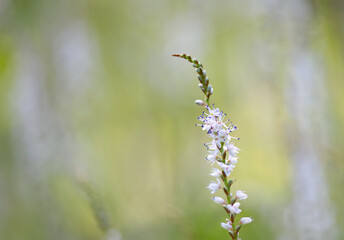 Meadow knotweed von Nahmen, single stalk with the beautiful flowers of the meadow knotweed, close-up white purple flower, white and purple flowers