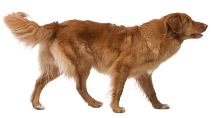 Nova Scotia Duck Tolling Retriever side view portrait
