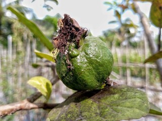 Guava leaves and fruit it's good for jus 