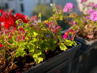 Blooming pink red Geranium pelargonium flowers in decorative flower pot hanging on a balcony fence...