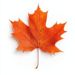 Fototapeta premium Autumn maple leaf in vibrant orange and red symbolizing Thanksgiving Day isolated on white background 