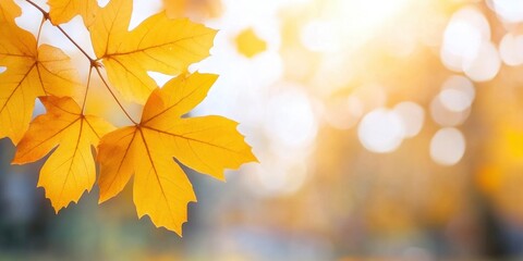 Fototapeta premium in the park Autumn foliage in a natural setting