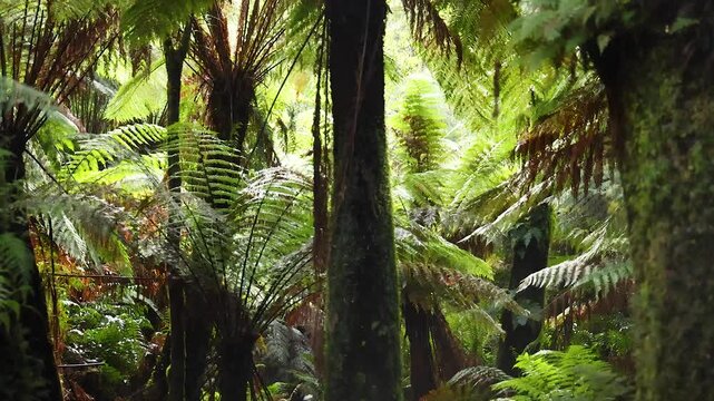 Lush Rainforest Walk in Maits Rest