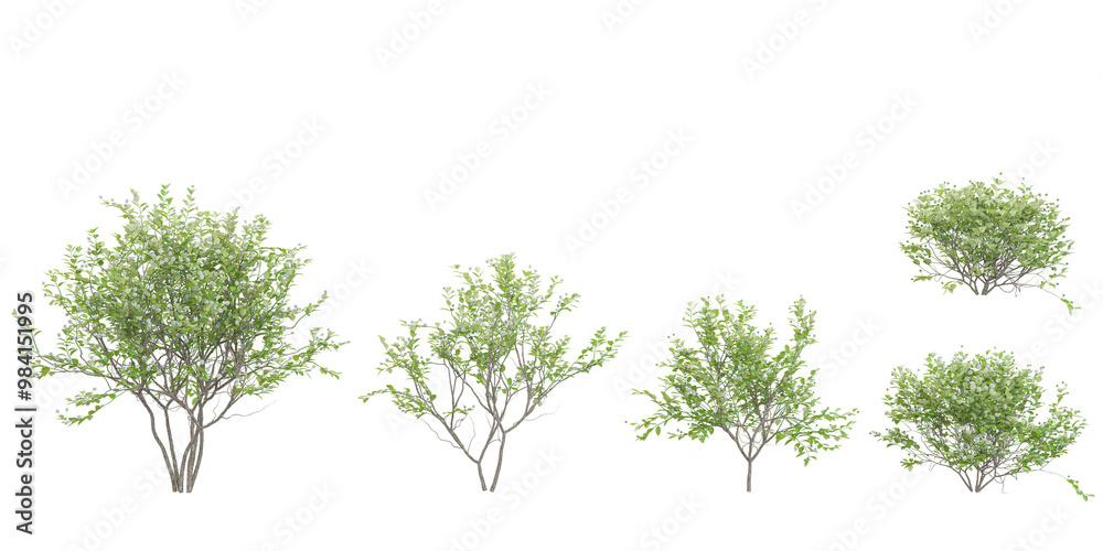 Fototapete 3d rendering buttonbush trees on transparent background