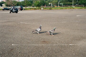 pigeons