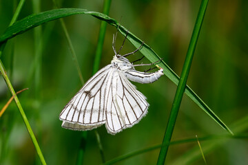 Hartheu-Spanner (Siona lineata) bei der Eiablage // 
Black-veined moth laying eggs