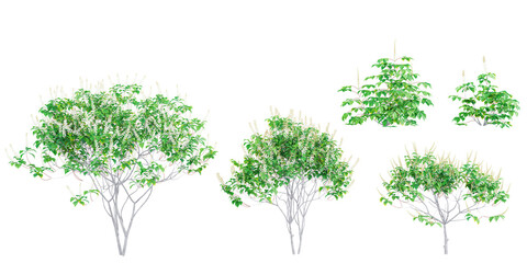 Obraz premium Bottlebrush buckeye Trees collection with realistic style