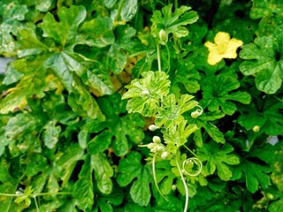Photo of bitter melon agricultural land. This vegetable has a slightly bitter taste and grows in Asia.