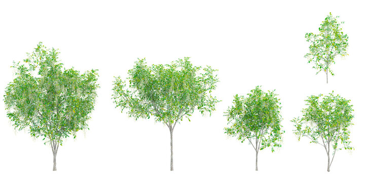 collection of American yellowwood plant isolated on white background
