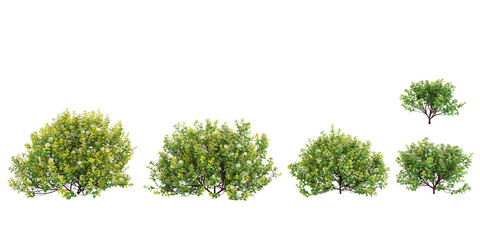 Obraz premium Collection of Birch leaf spirea plants with transparent background