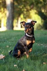 Small dog sitting attentively on the grass in a sunlit park, with a calm and alert expression, vertical image