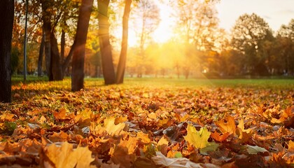 秋の公園 落ち葉 黄色い葉 紅葉