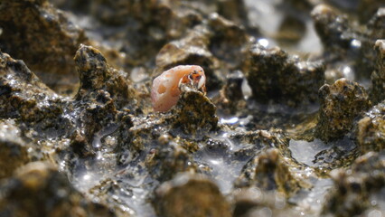 close up of a crab
