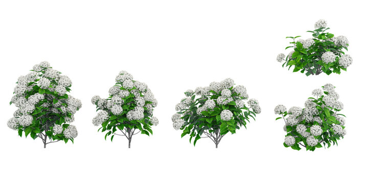 collection of Incrediball hydrangea plants isolated on white background