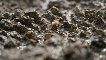 lichen on a rock