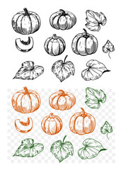 Pumpkins set, outline, monochrome vector drawing, engraving style