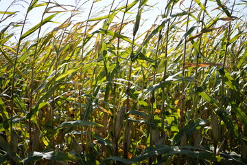 Inside of a corn field