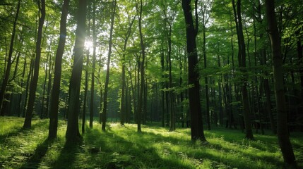 Obraz premium green forest in the morning