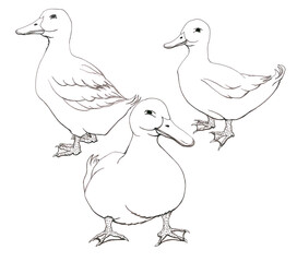 Silhouette of big plump curious white domestic ducks. Cute farm symbol. Isolated image for World Migratory Bird Day. Graphic illustration for coloring book. Hand drawn animalistic pattern. Line sketch