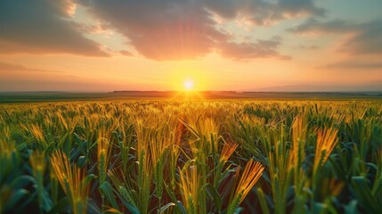 An infinite green agriculture field with the sunset in the horizon, epic. Generative AI.