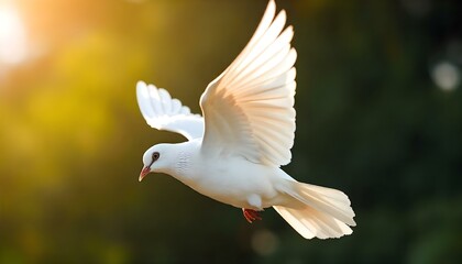 Obraz premium White dove symbolizing peace and freedom