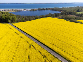 Drohnenfoto von Rapsfeldern an der Eckernförder Bucht, Schleswig-Holstein,Deutschland