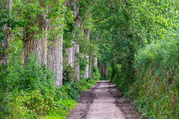 Waldweg am Windebyer Noor, Eckernförde,Schleswig-Holstein, Deutschland