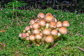 Fototapete bei efototapeten.de bestellen   