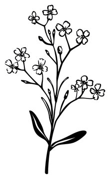 recommend clip art: PNG Elegant floral line art illustration