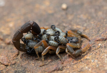 A beautiful Highveld Lesser-Thicktail Scorpion (Uroplectes triangulifer) with babies (scorplings) on its back