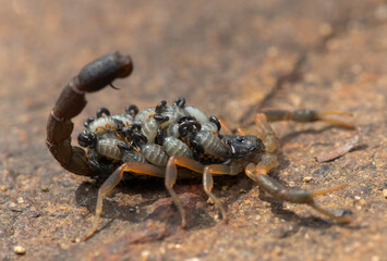A beautiful Highveld Lesser-Thicktail Scorpion (Uroplectes triangulifer) with babies (scorplings) on its back