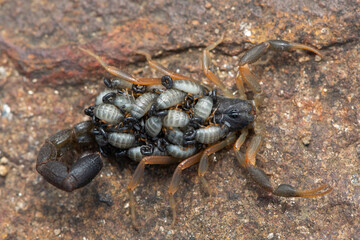 A beautiful Highveld Lesser-Thicktail Scorpion (Uroplectes triangulifer) with babies (scorplings) on its back