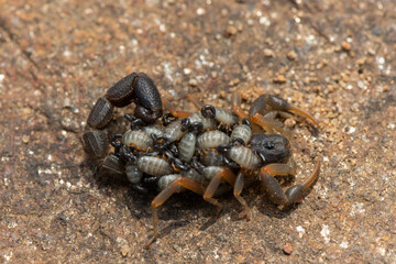 A beautiful Highveld Lesser-Thicktail Scorpion (Uroplectes triangulifer) with babies (scorplings) on its back