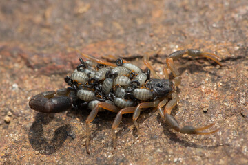 A beautiful Highveld Lesser-Thicktail Scorpion (Uroplectes triangulifer) with babies (scorplings) on its back