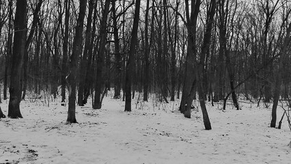 Winter forest trees and snow black and white grayscale monochrome background, lost in the woods
