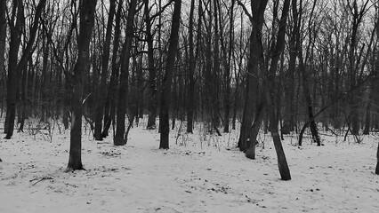 Winter forest trees and snow black and white grayscale monochrome background, lost in the woods