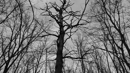 Winter forest trees and snow black and white grayscale monochrome background, lost in the woods