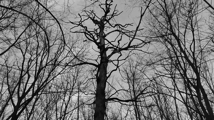 Winter forest trees and snow black and white grayscale monochrome background, lost in the woods